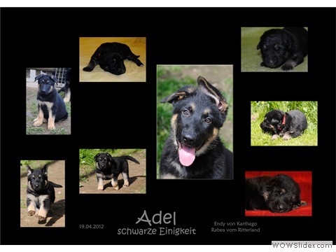 Adel schwarze Einigkeit 