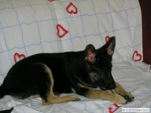 Bijou 08-2012_4