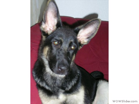 Bijou 08-2012_5