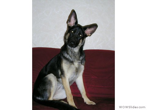 Bijou 23-11-2012_2