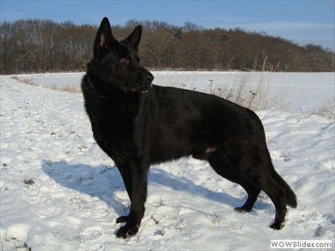 Askan vom Schäfershaus Heuer