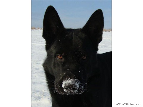 Askan vom Schäfershaus Heuer