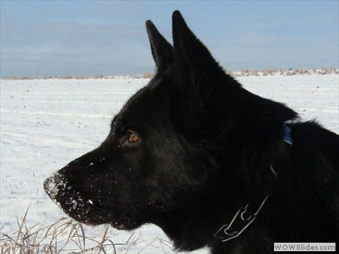Askan vom Schäfershaus Heuer