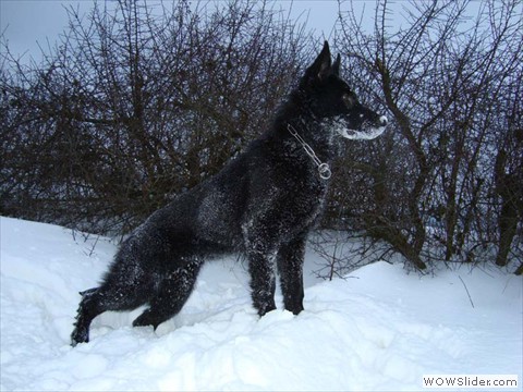 Qira vom Hessischen-Bergland