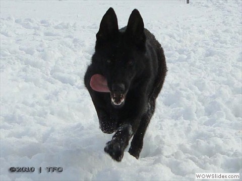 Carlotta von der Maineiche