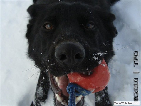 Carlotta von der Maineiche