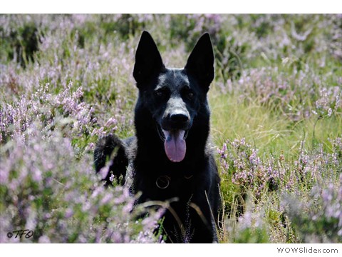 Emi vom Kretzschauer Land
