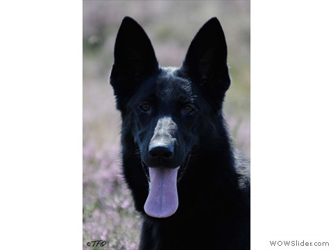 Thelma vom Harzer Vorland