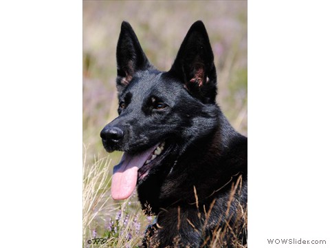 Emi vom Kretzschauer Land