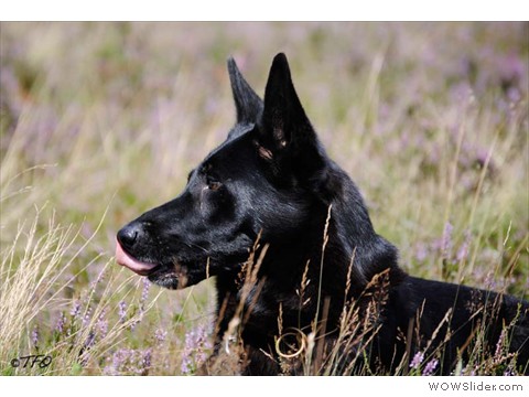 Emi vom Kretzschauer Land