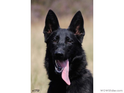 Thelma vom Harzer Vorland