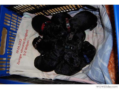 A Wurf schwarze Einigkeit
