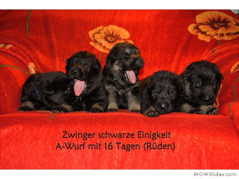 alle Rüden