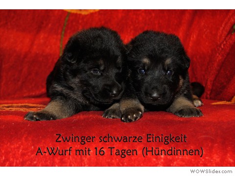 alle Hündinnen
