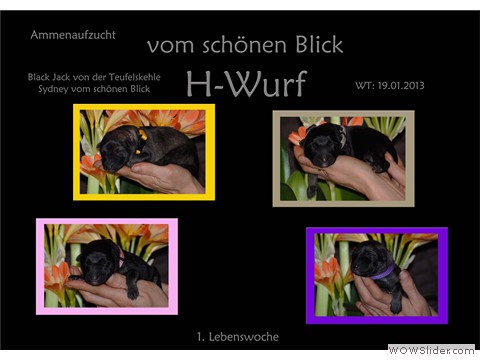 Galeriebild 1. Lebenswoche