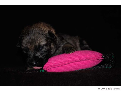 Gelb | Hündin 03.02.2013