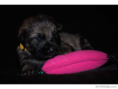 Gelb | Hündin 03.02.2013