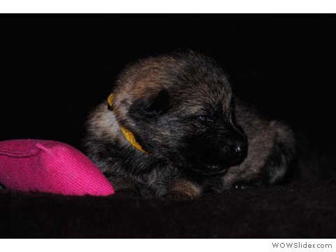 Gelb | Hündin 03.02.2013