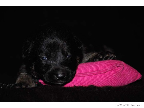 Rosa | Hündin 03.02.2013