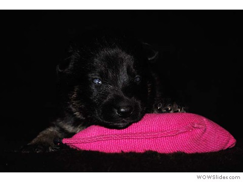 Rosa | Hündin 03.02.2013