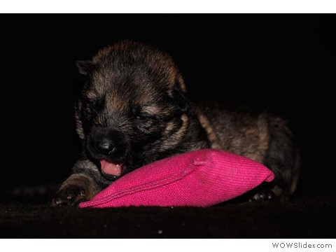 Lila | Hündin 03.02.2013