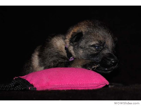 Lila | Hündin 03.02.2013