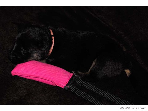 Rosa | Hündin 03.02.2013