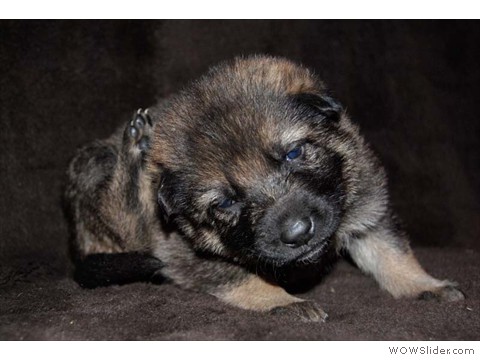 Lila | Hündin 10.02.2013