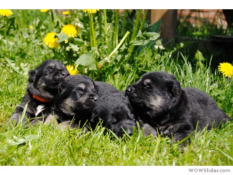 erster Ausflug im Garten zusammen