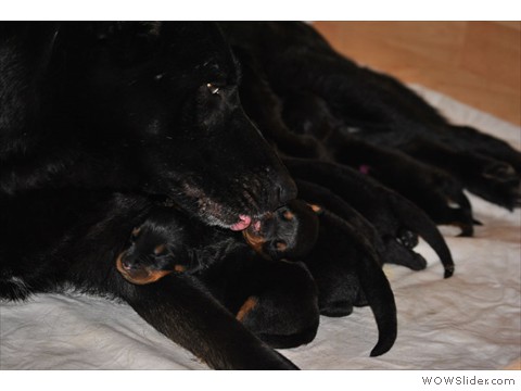 3 Tage | Ammenbabys sind dazu gekommen (2 Tage älter)