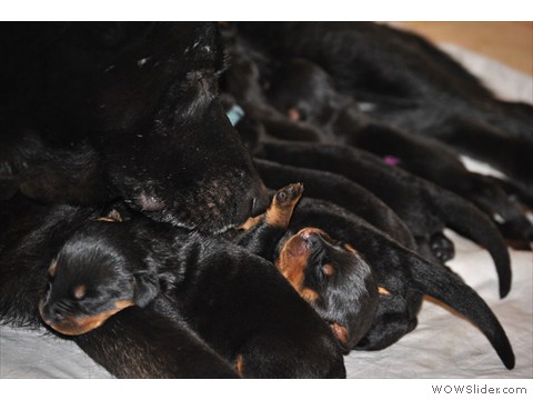 3 Tage | Ammenbabys sind dazu gekommen (2 Tage älter)