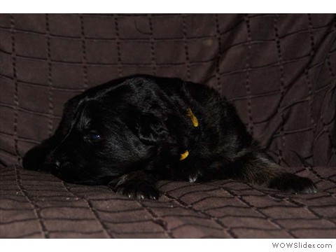 Gelb | Hündin 09.03.2013
